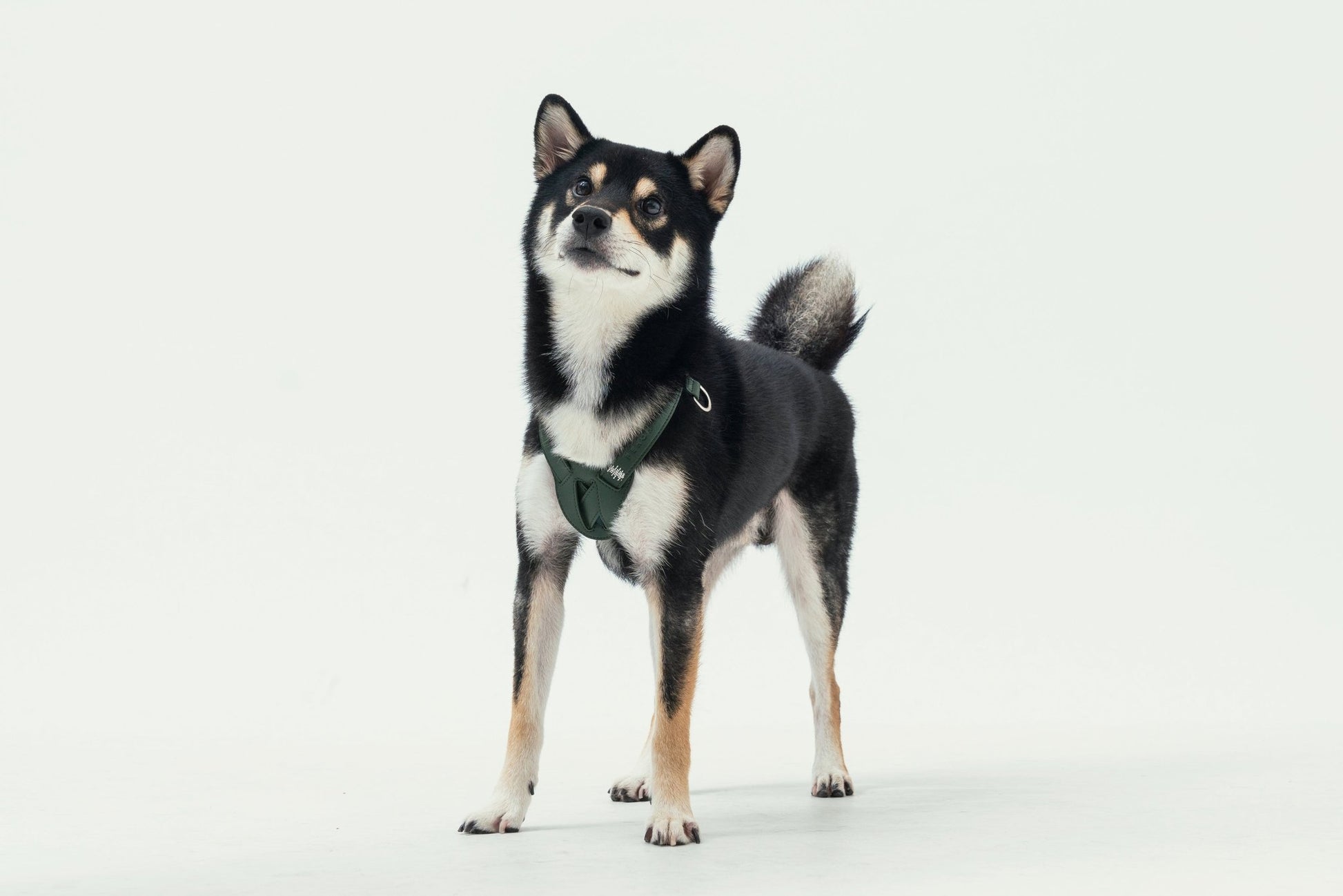 DOG HART PRESSURE RELEASE HARNESS - GREEN - Eva Essentials