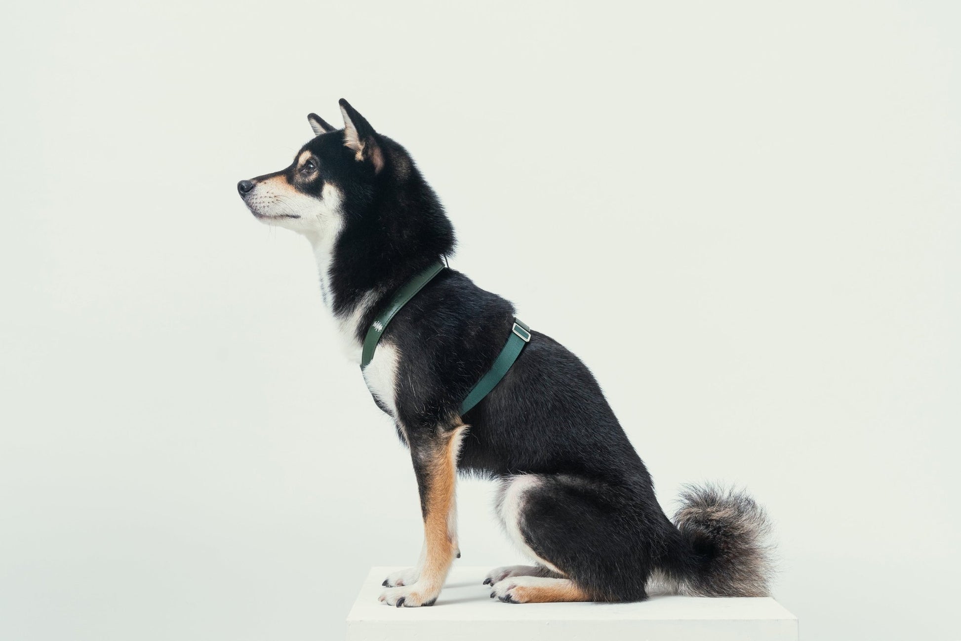 DOG HART PRESSURE RELEASE HARNESS - GREEN - Eva Essentials