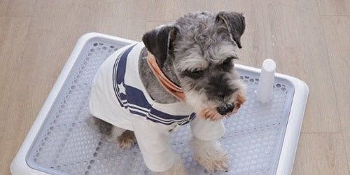 Pets Collection - Eva Essentials