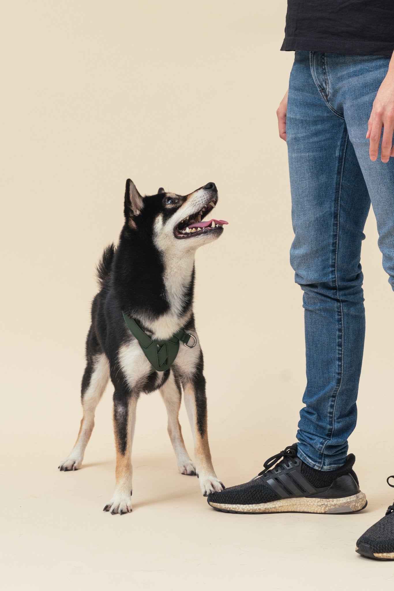 DOG HART PRESSURE RELEASE HARNESS - GREEN - Eva Essentials