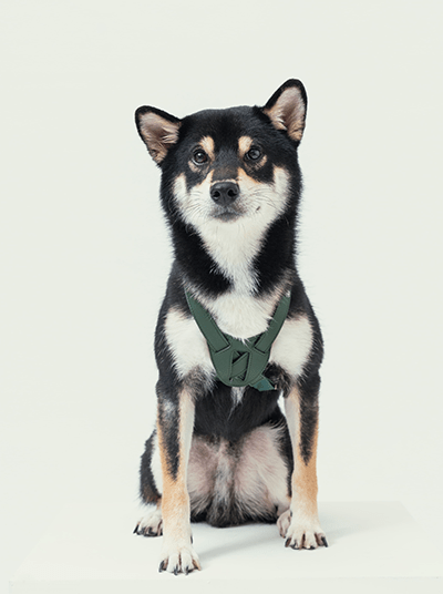 DOG HART PRESSURE RELEASE HARNESS - GREEN - Eva Essentials